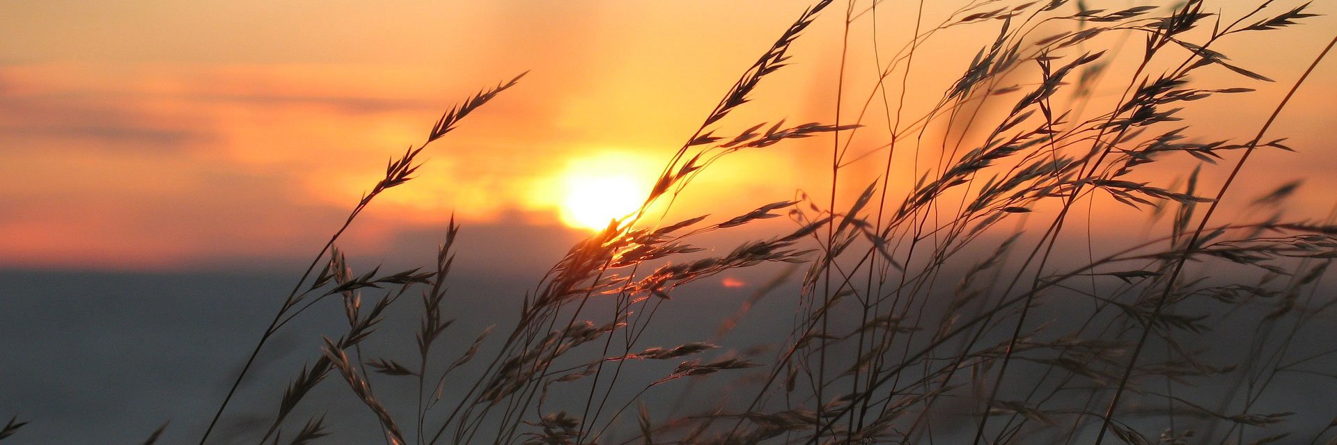 Grass in sunset.